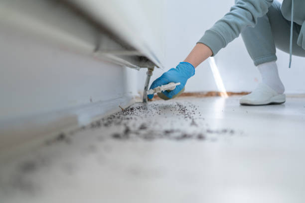 Best Wasp Removal Services  in Richwood, LA